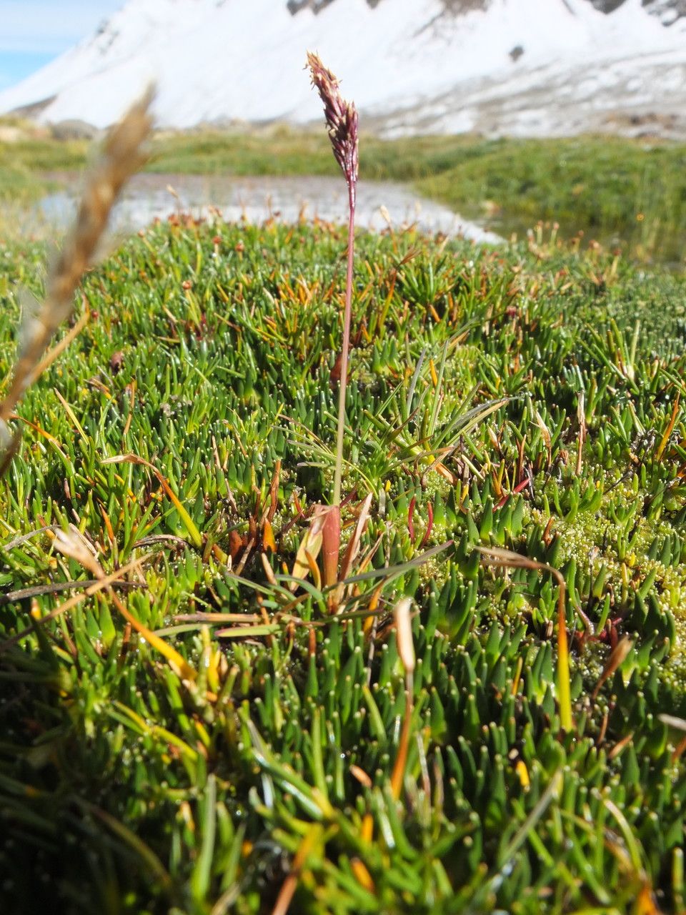 Calamagrostis spicigera — search result for 'Calamagrostis'