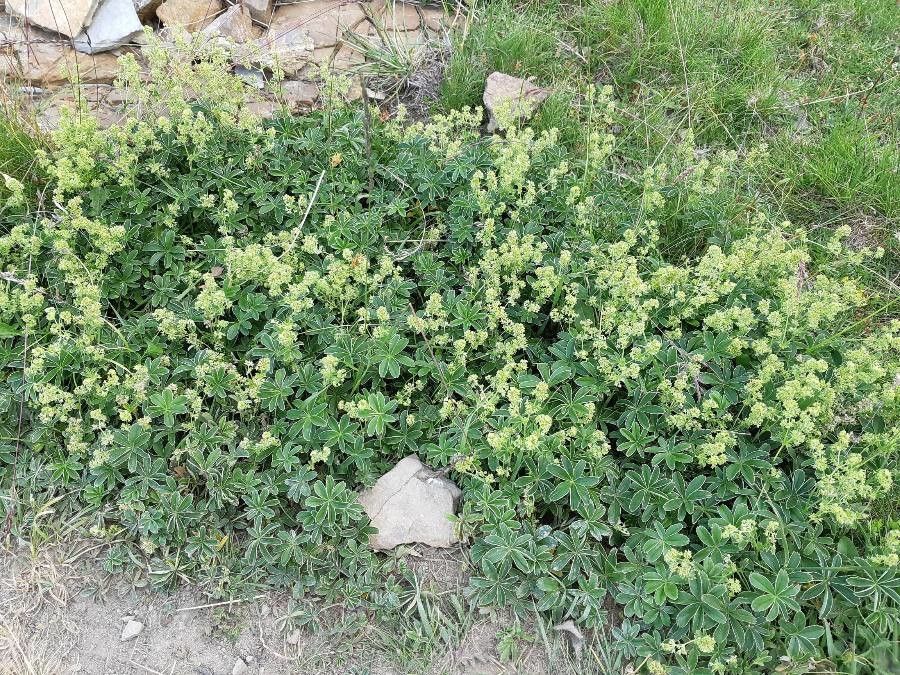 Alchemilla alpigena flower