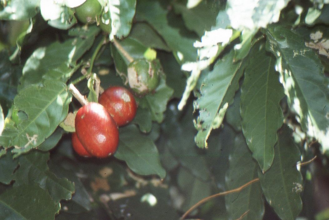 Feroniella lucida fruit