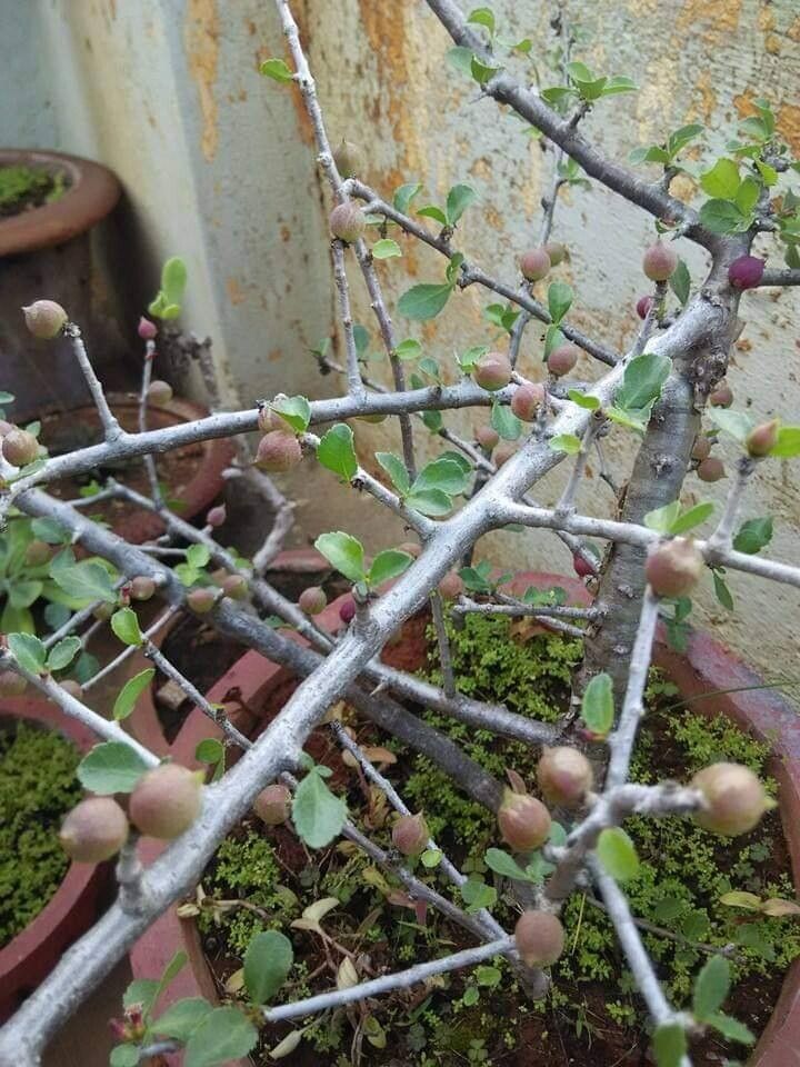 Commiphora pyracanthoides leaf