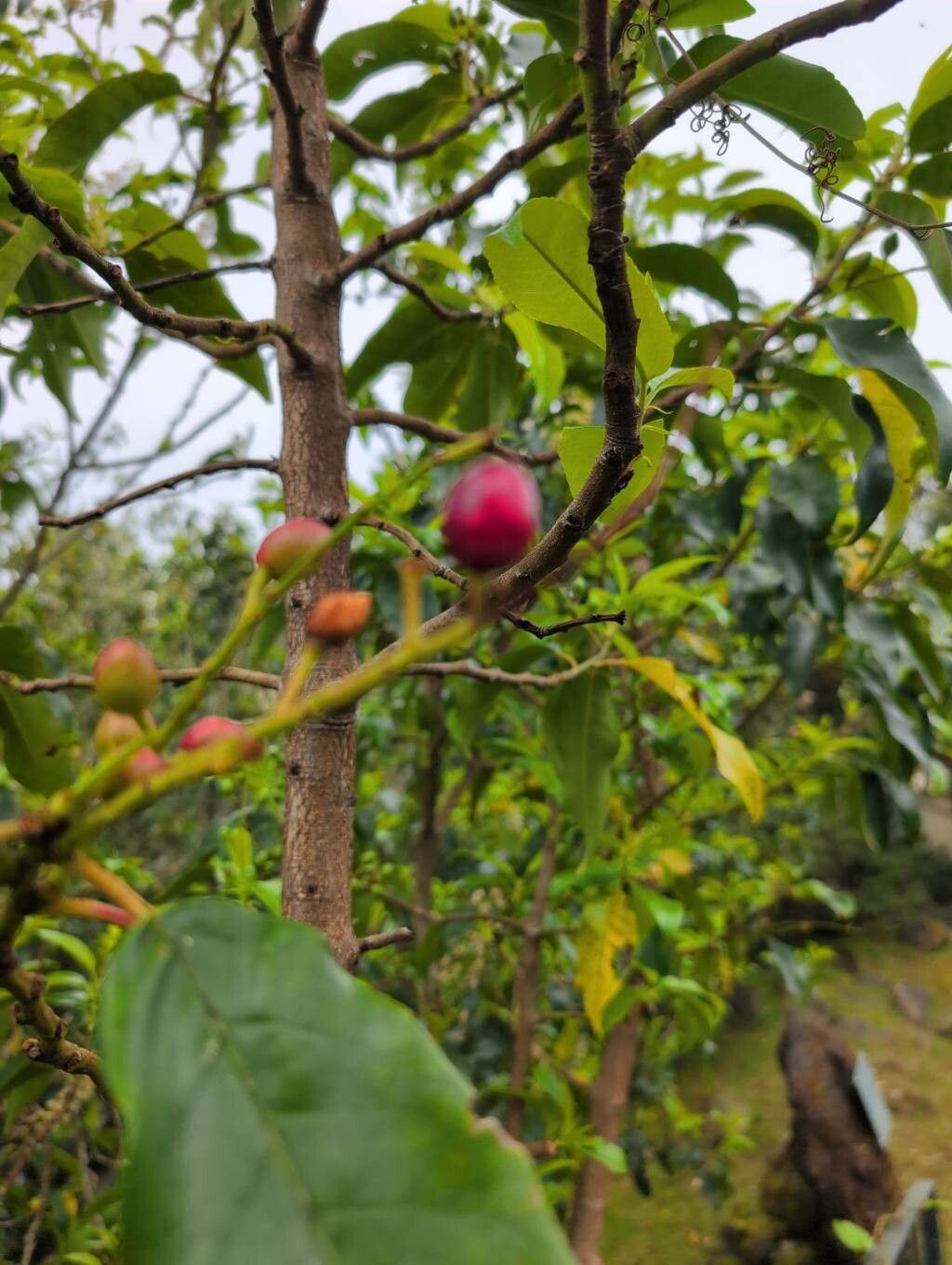 Smilax azorica fruit