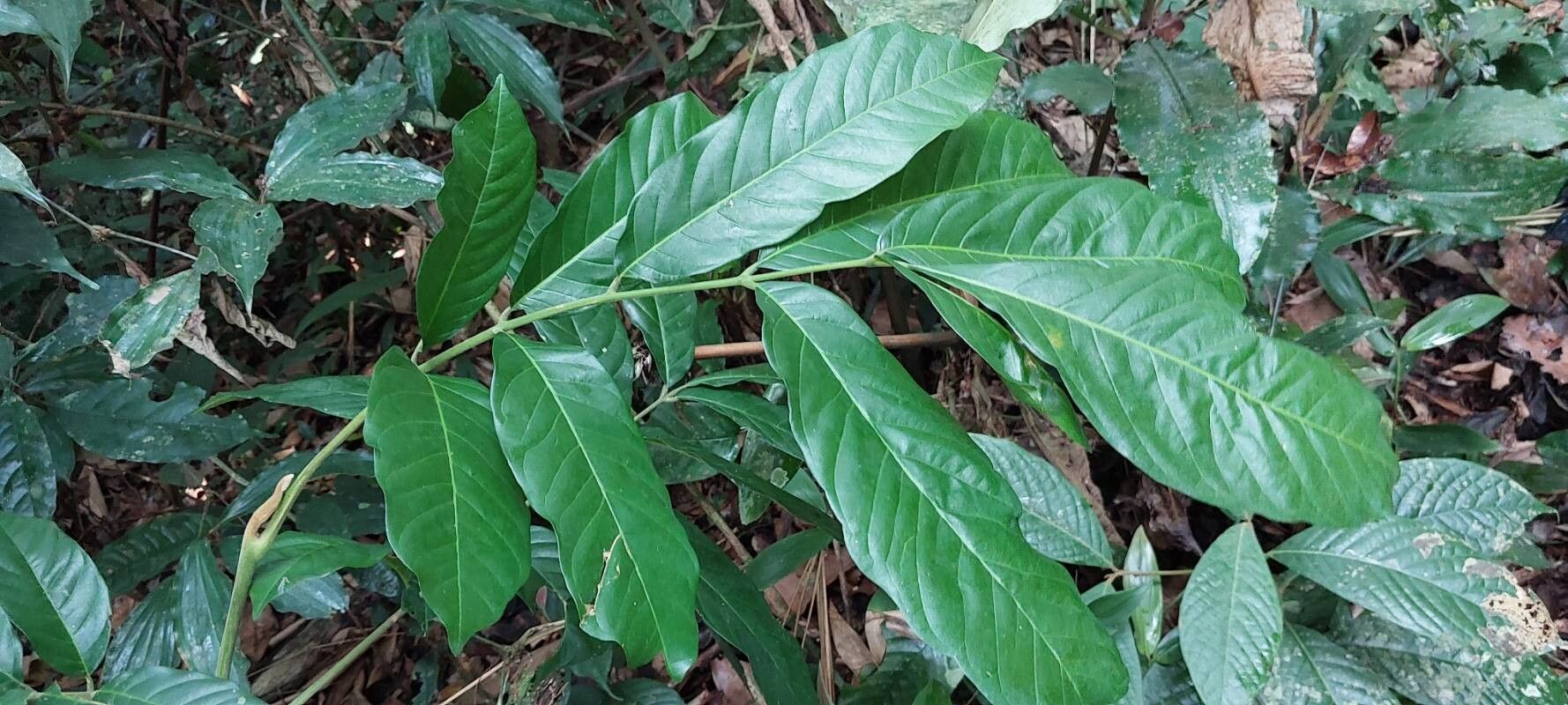 Leplaea cedrata — houseplant care guide