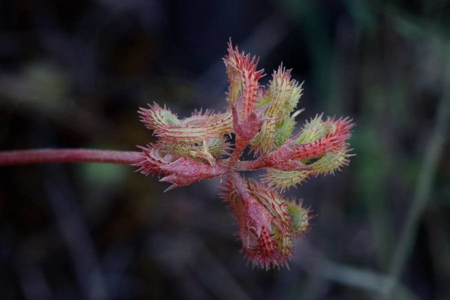 Scorpiurus subvillosus — search result for 'Syria'