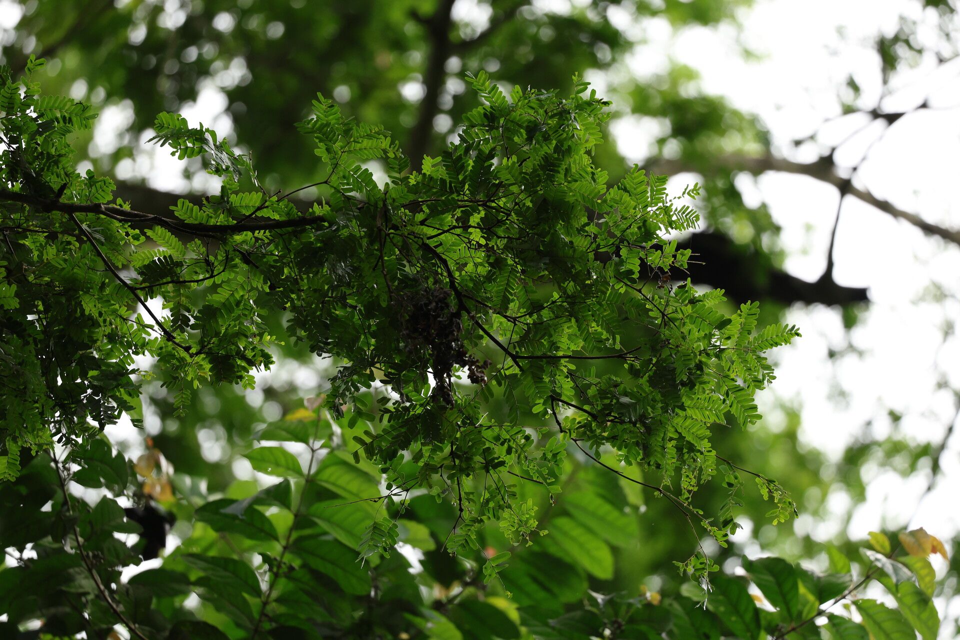 Newtonia glandulifera habit