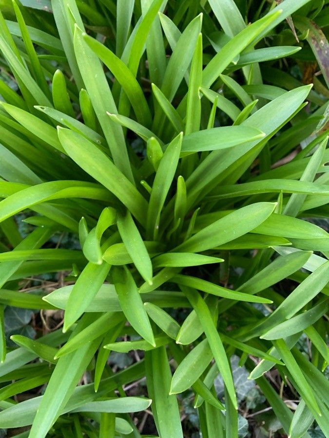 Juncus pygmaeus leaf