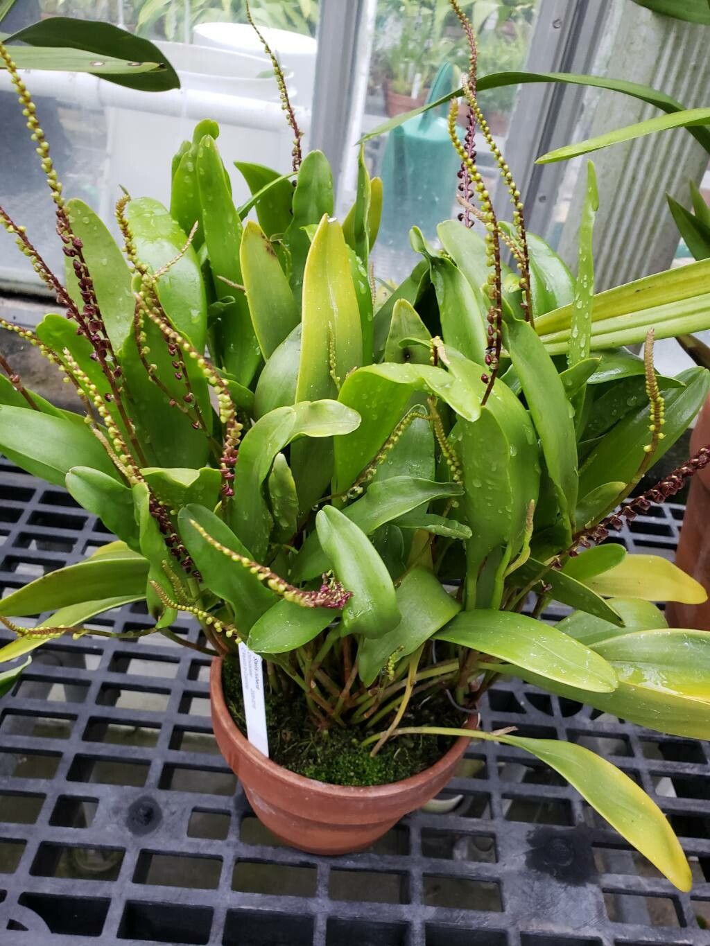 Stelis rubens habit