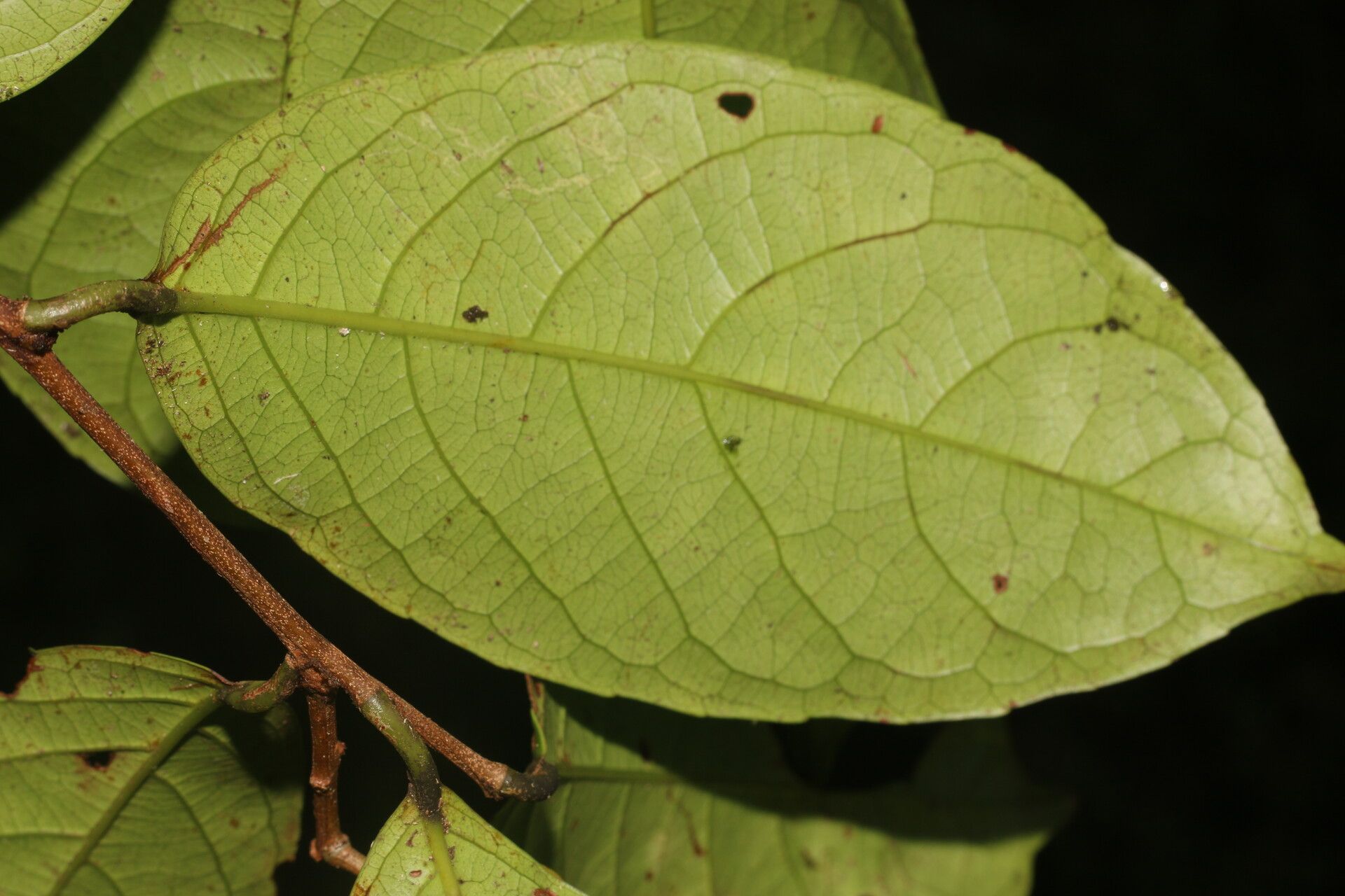 Celastrus vulcanicola — houseplant care guide