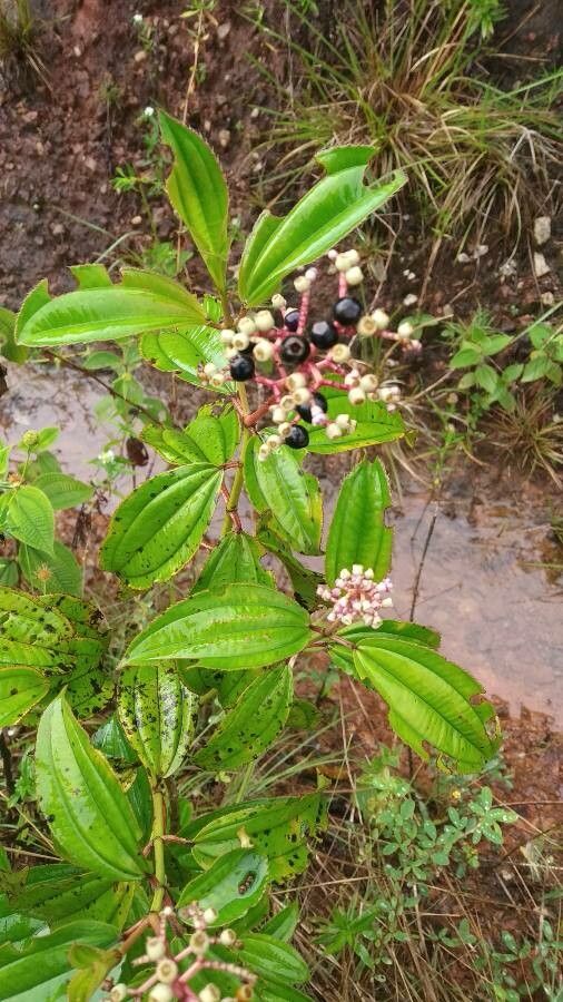 Miconia ciliata fruit