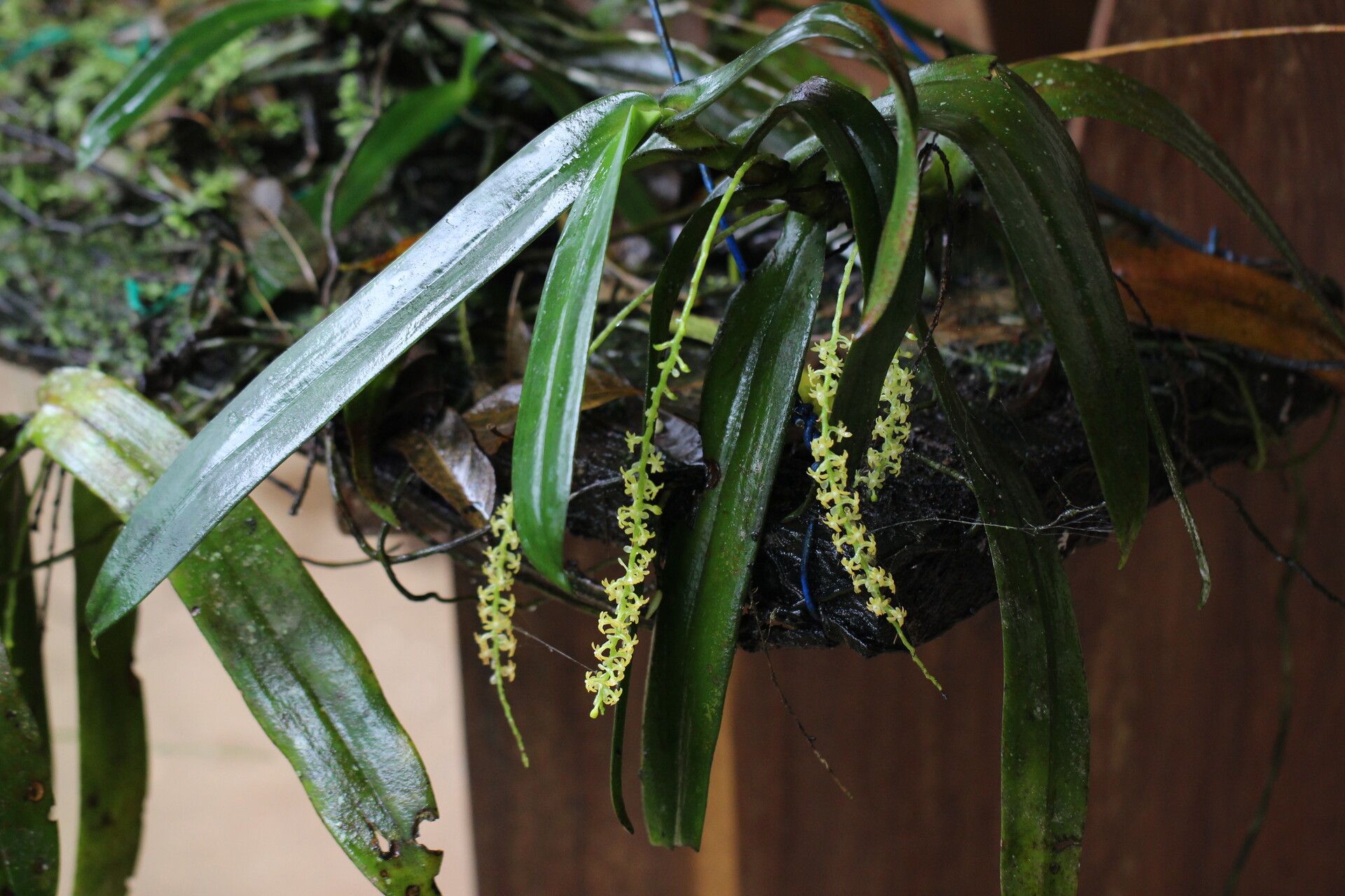 Diaphananthe thomensis habit