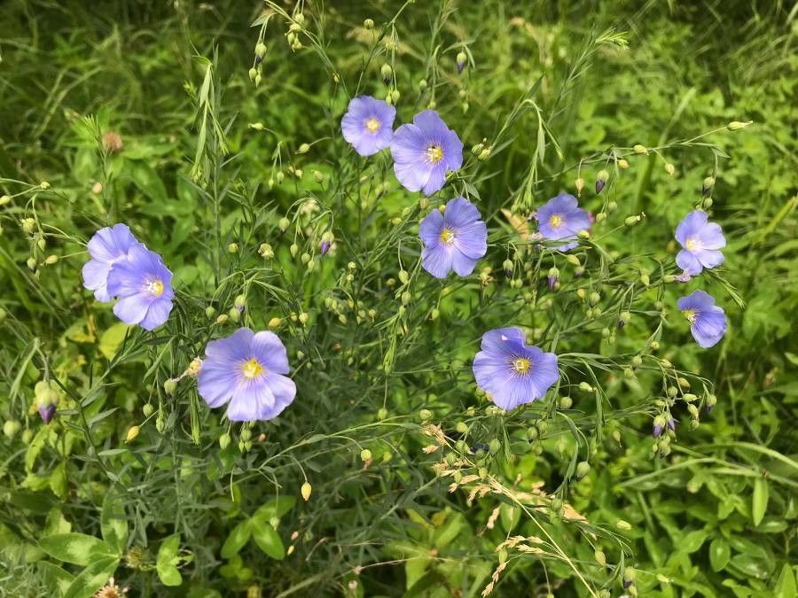 Linum perenne flower