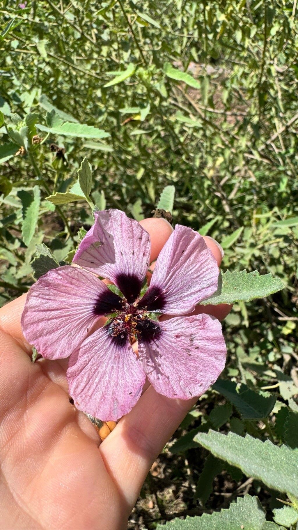 Pavonia secreta flower