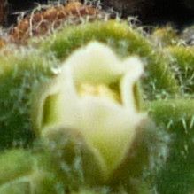 Draba lapaziana flower