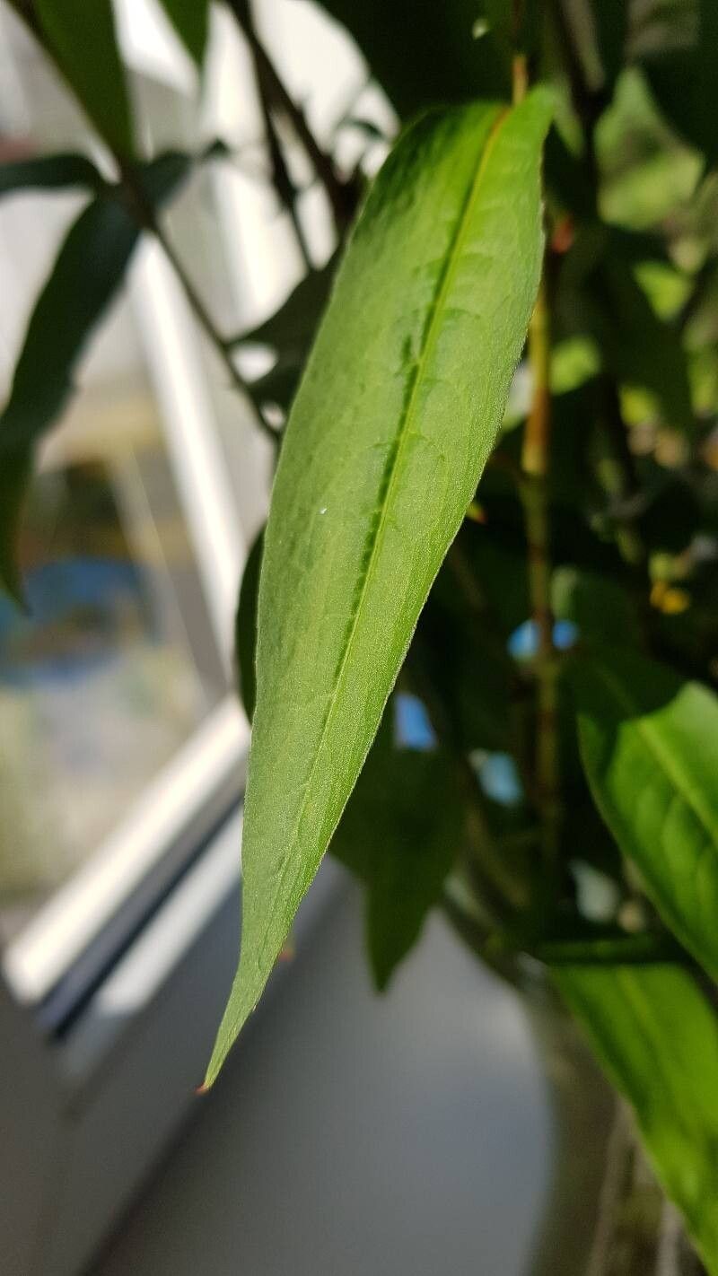 Polygonum nepalense — houseplant care guide