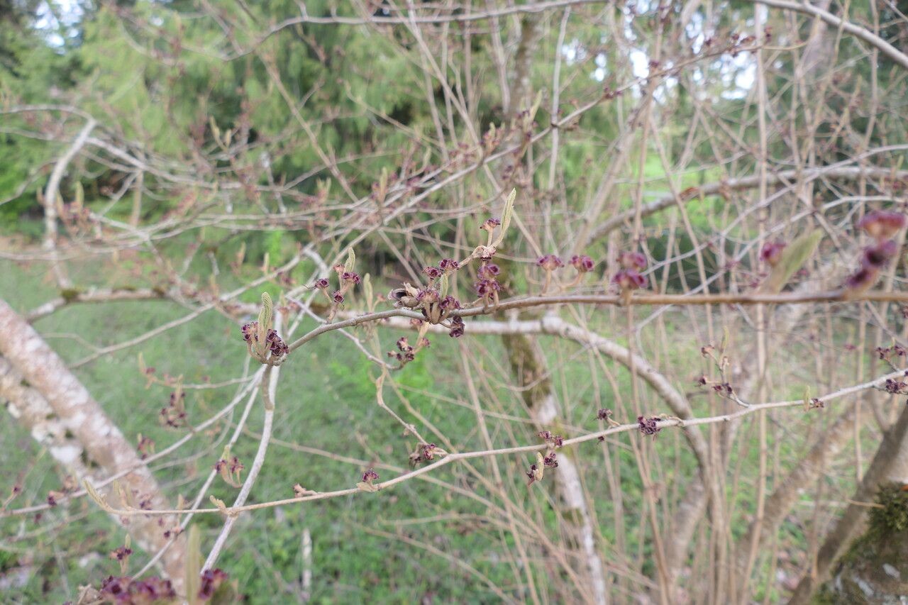 Hamamelis vernalis flower