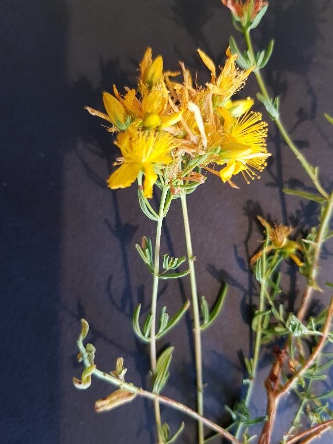 Hypericum hyssopifolium flower