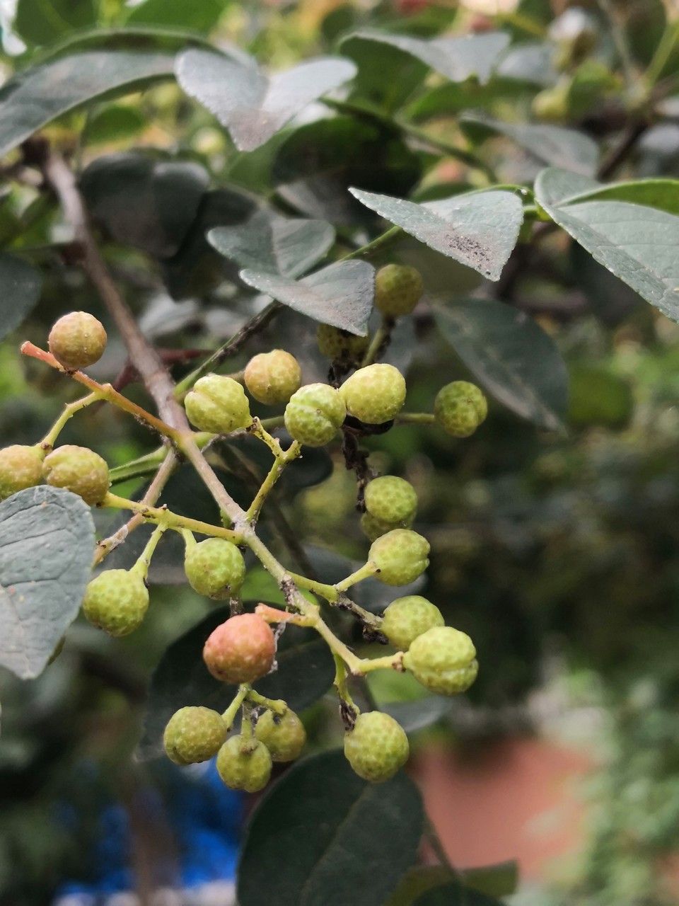 Zanthoxylum bungeanum fruit