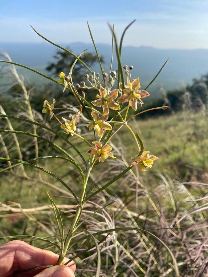 Gomphocarpus integer flower