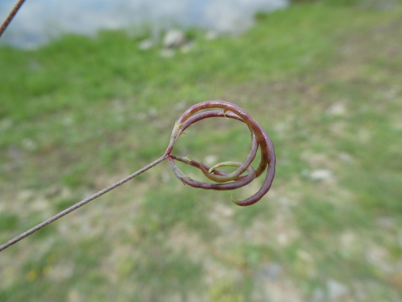 Ornithopus pinnatus fruit