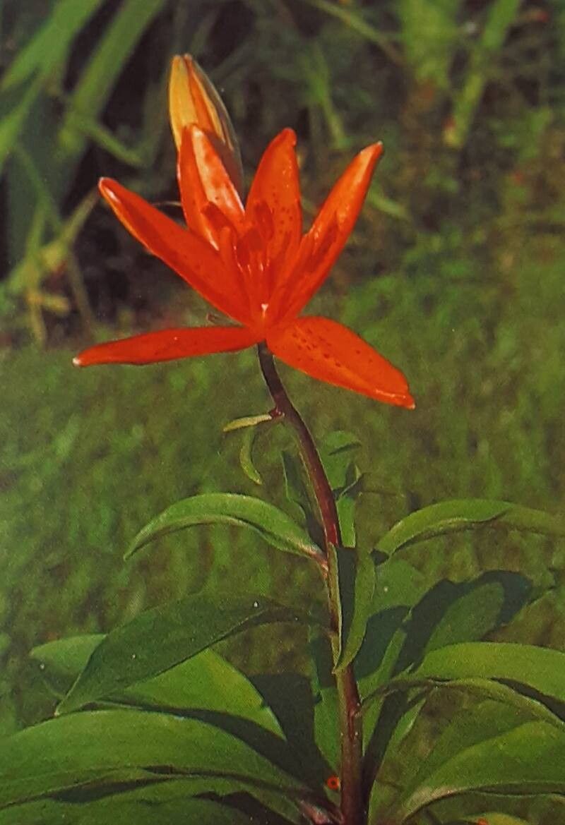 Lilium tsingtauense — houseplant care guide