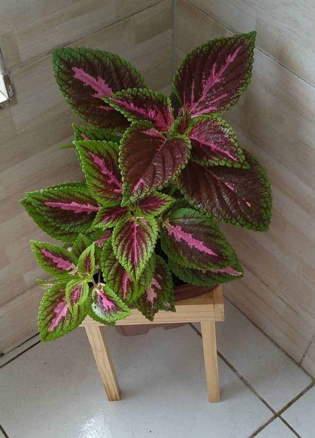 Coleus spp. leaf