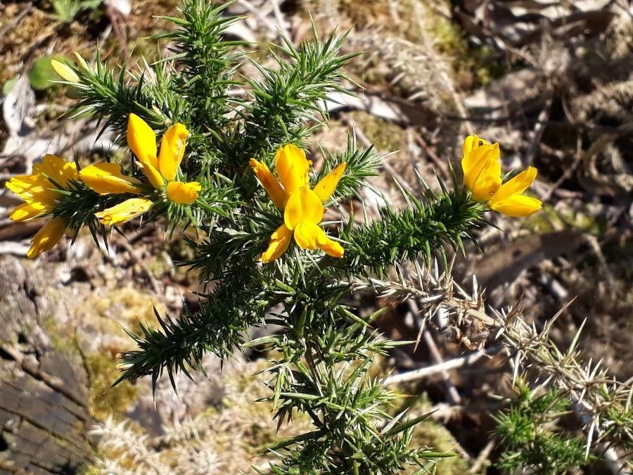 Ulex minor flower
