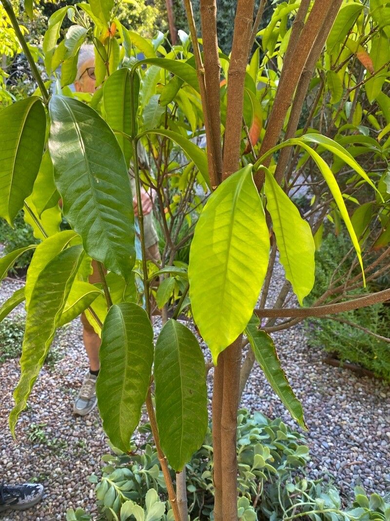 Kopsia singapurensis leaf