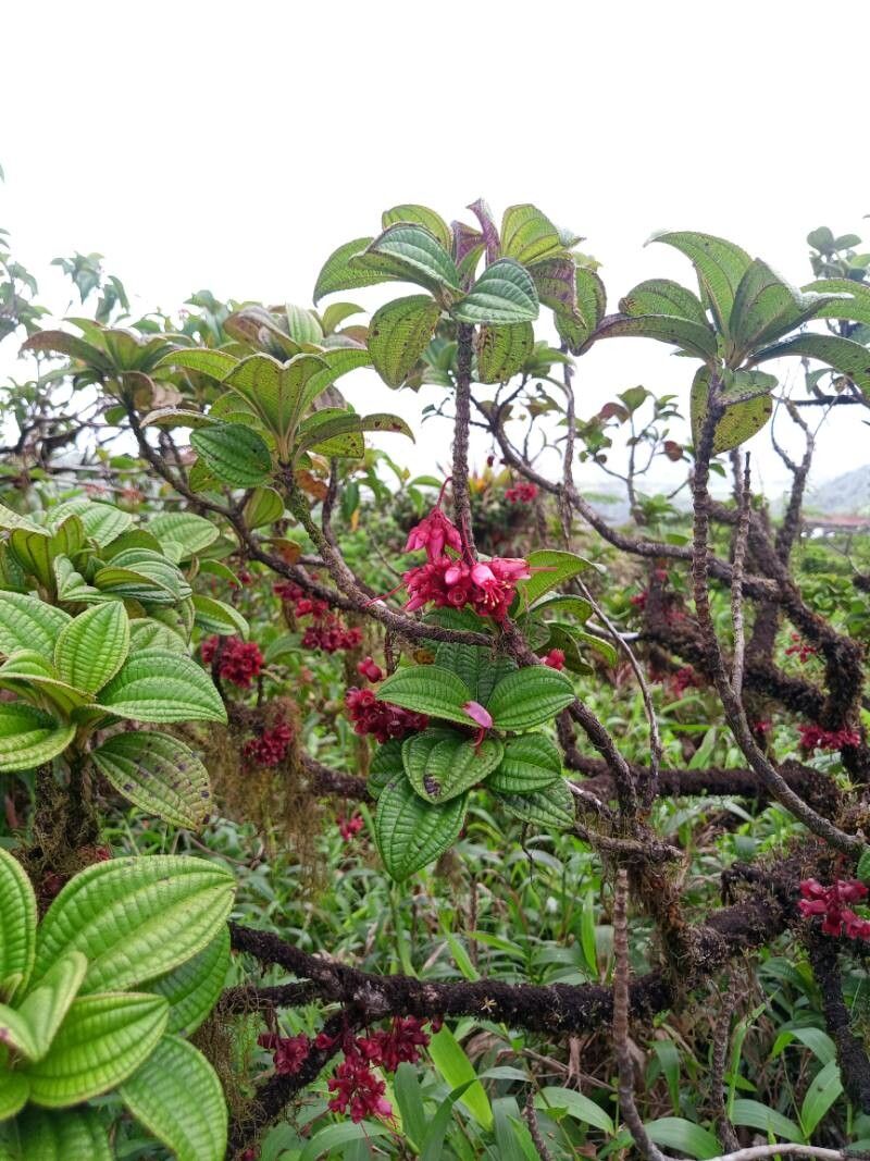 Miconia leblondii leaf