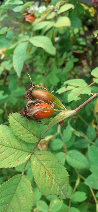 Rosa mollis fruit