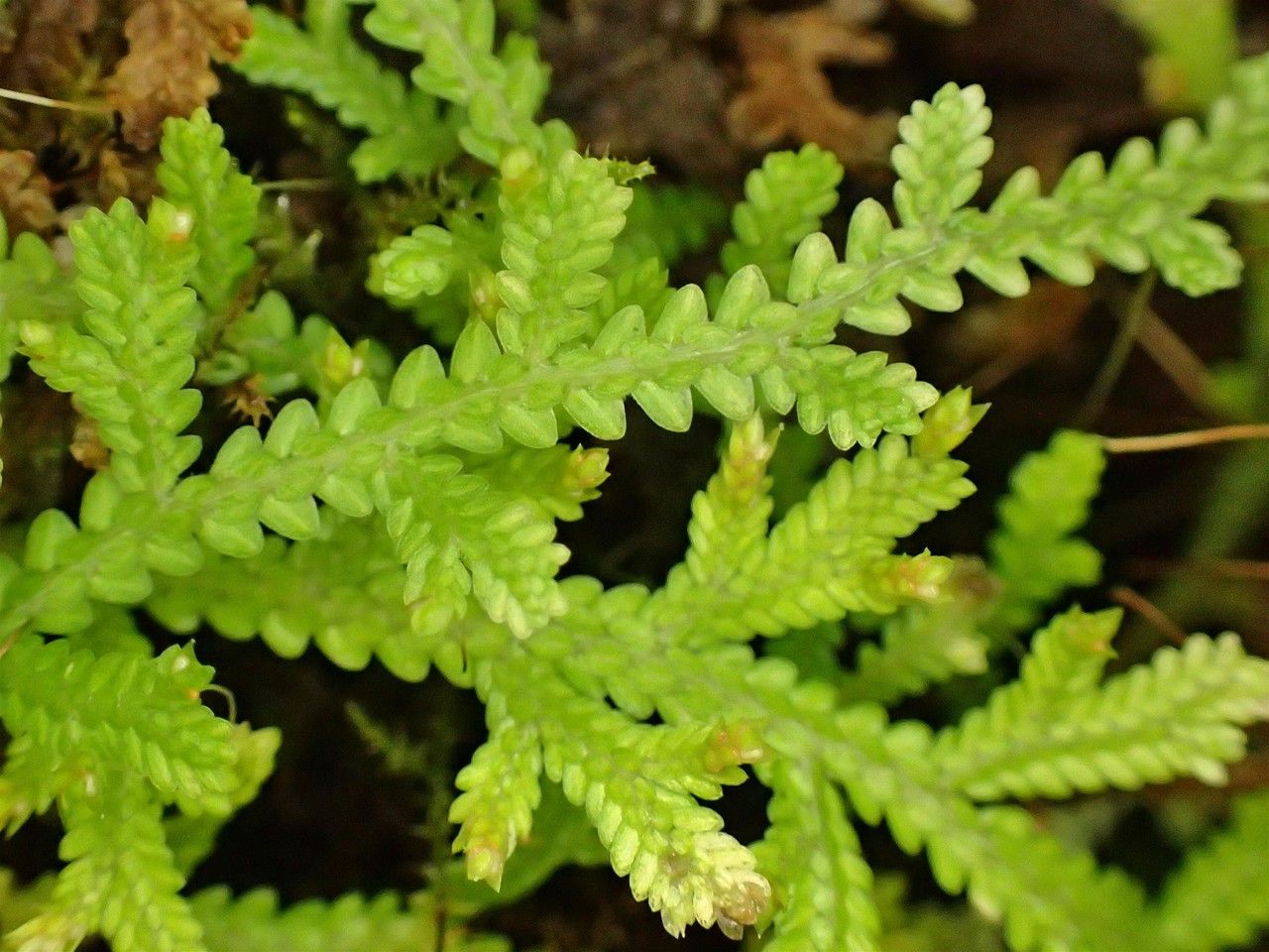 Selaginella tenuissima — houseplant care guide