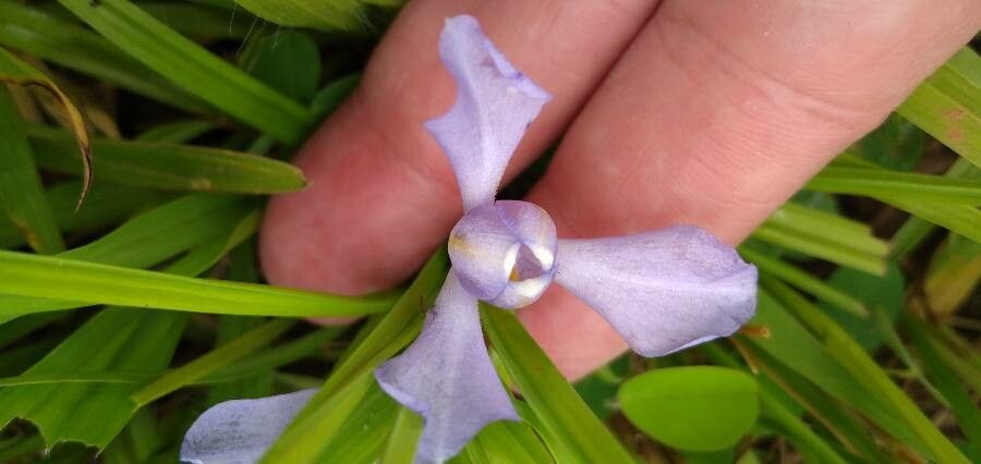 Cipura paludosa flower
