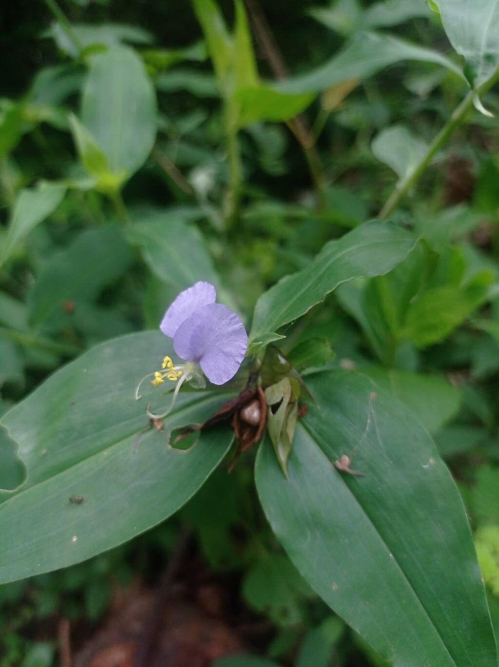 Commelina undulata — search result for 'Commelina'