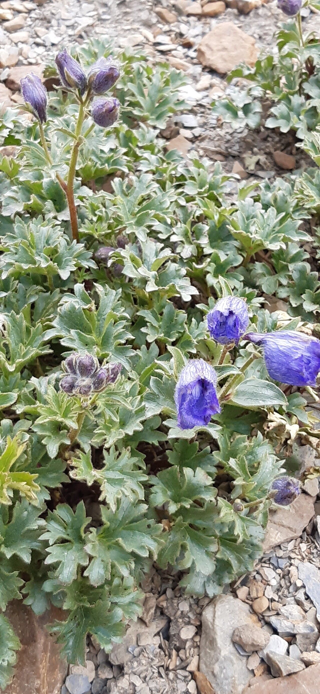 Delphinium brunonianum habit