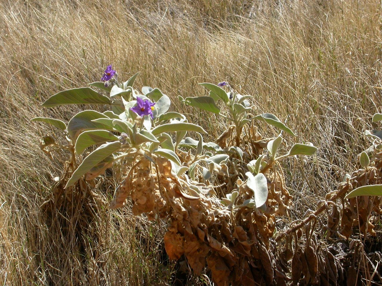 Solanum centrale — houseplant care guide
