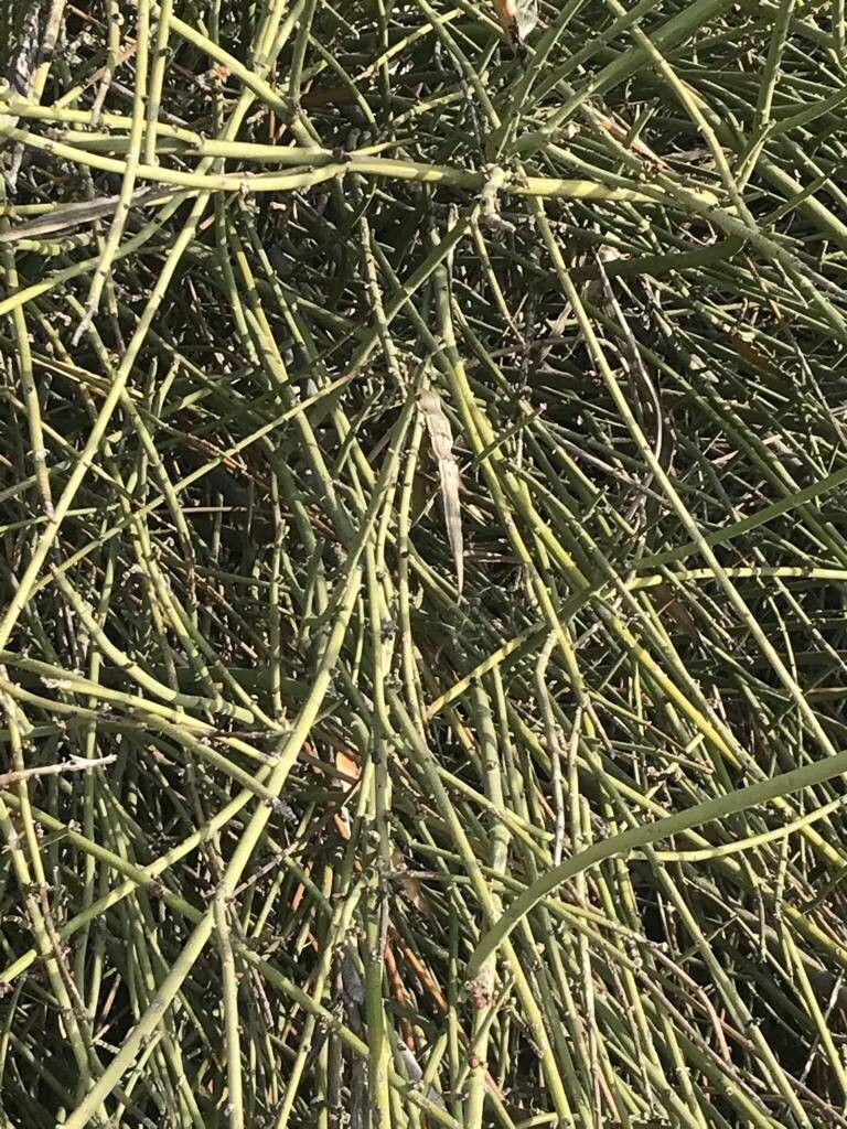 Periploca aphylla — related species from the same genus