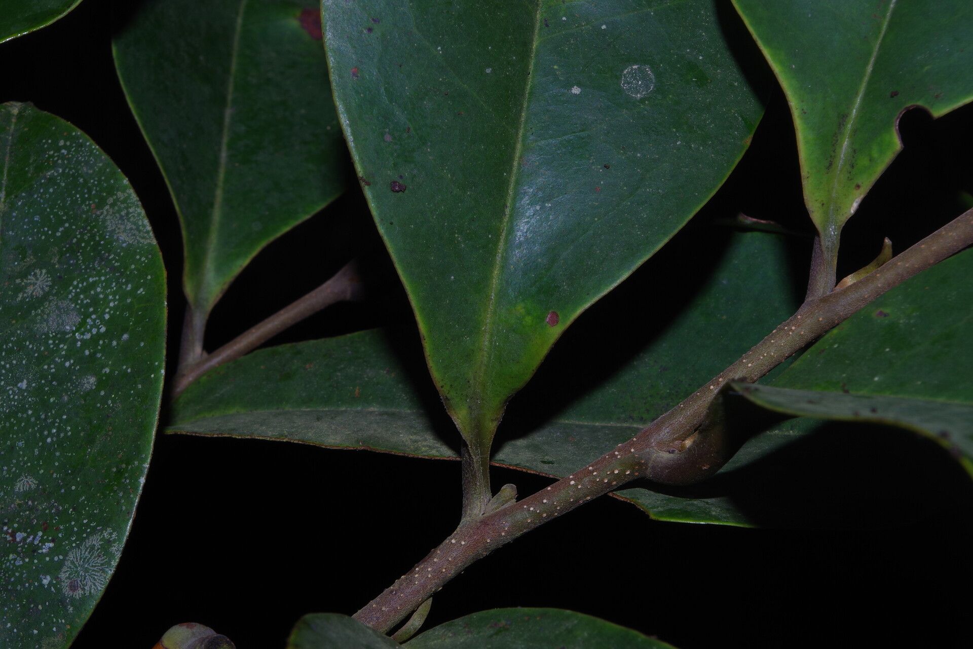 Xylopia africana — related species from the same genus