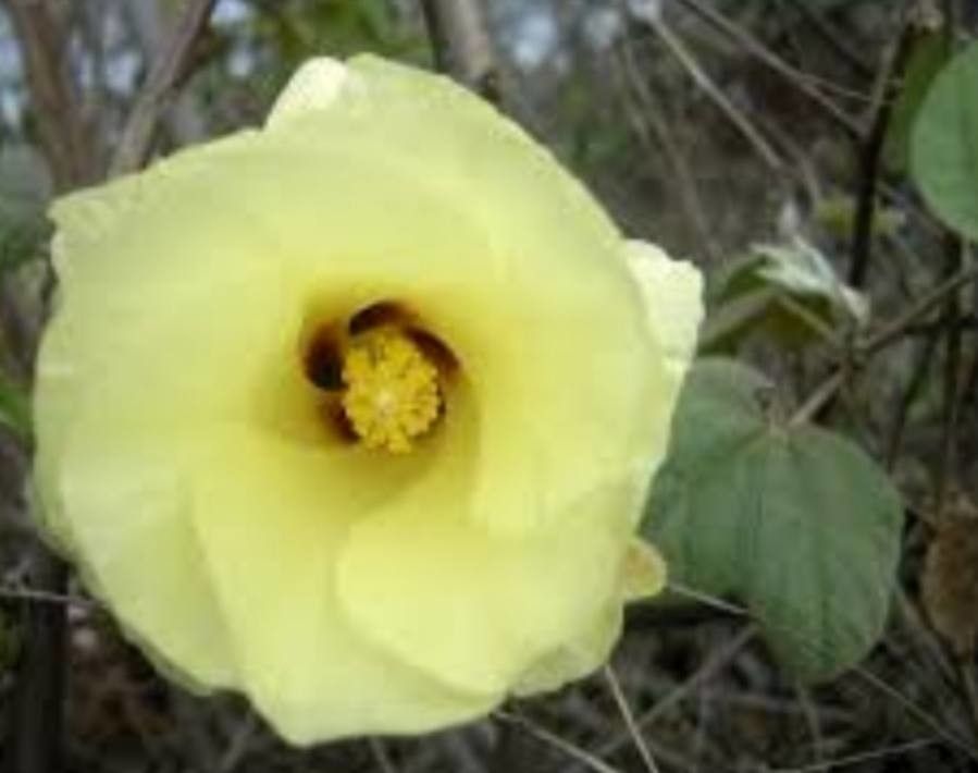 Gossypium barbadense flower