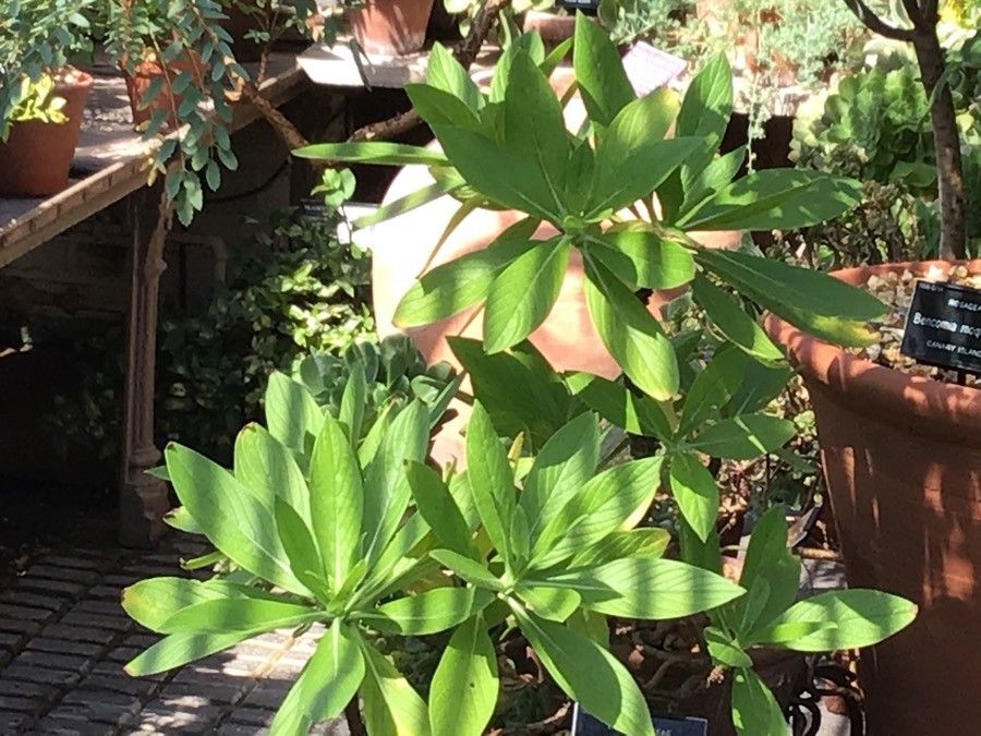 Echium hypertropicum — search result for 'Echium'