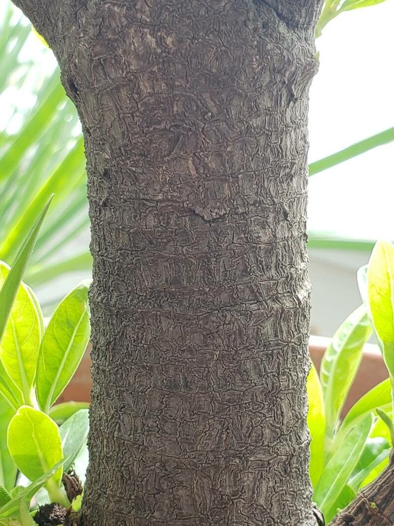 Alibertia edulis bark