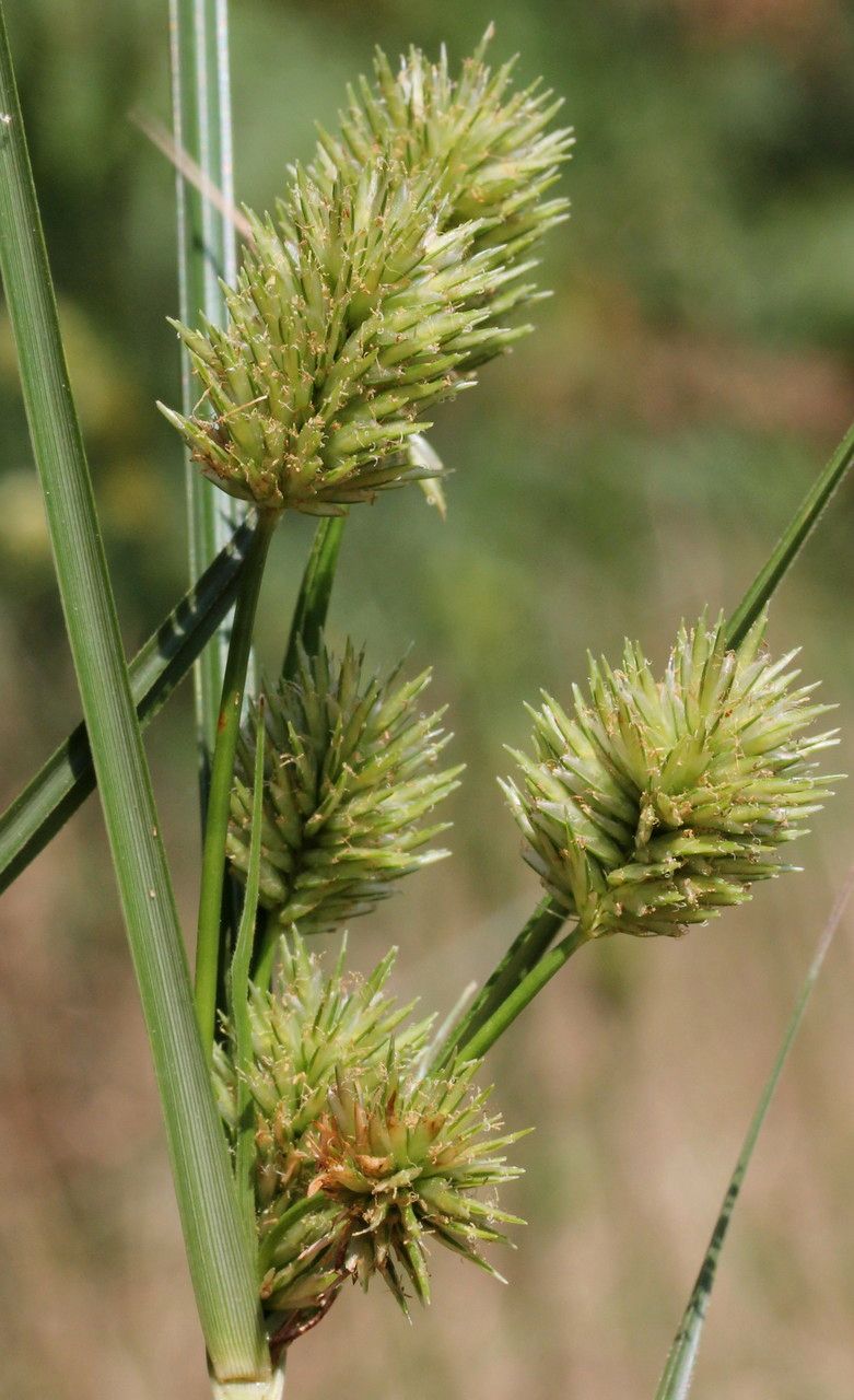 Cyperus rigens — houseplant care guide