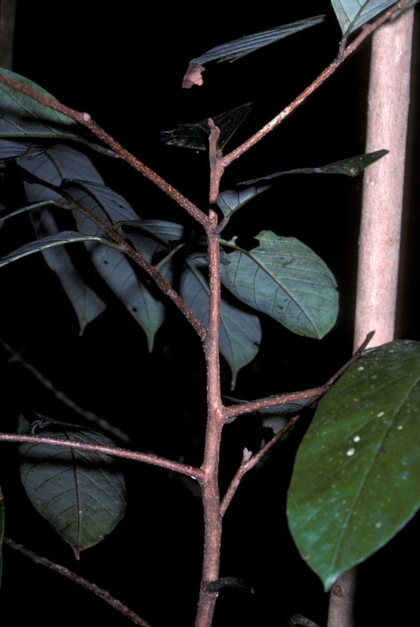 Cryptocarya wightiana bark