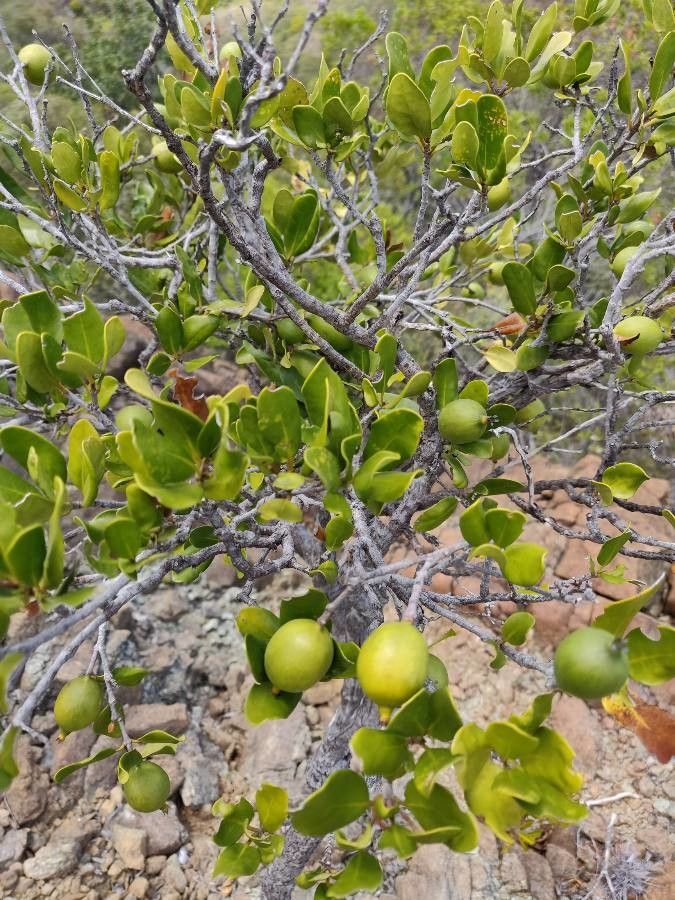 Eugenia stricta — houseplant care guide