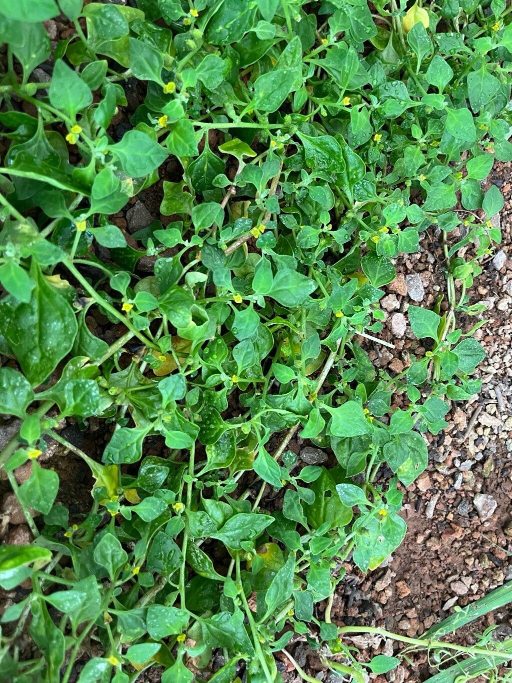 Tetragonia echinata habit