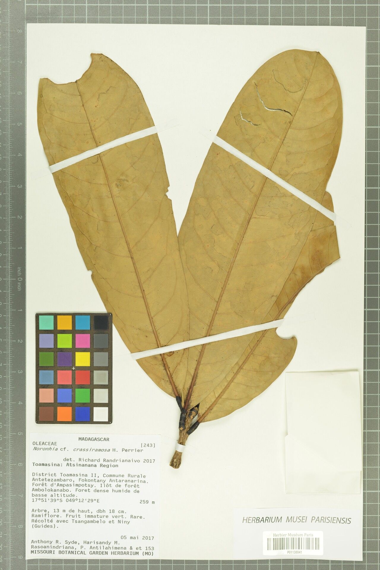 Noronhia crassiramosa — search result for 'Noronhia'