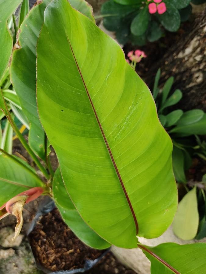 Heliconia spp. leaf