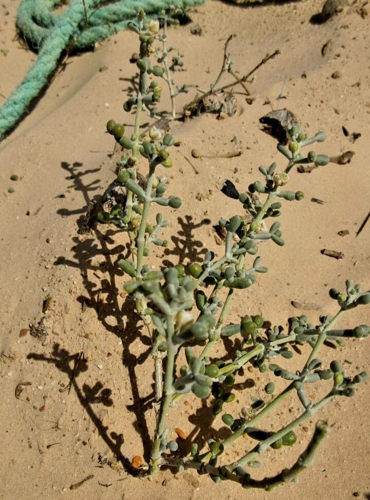 Tetraena alba — search result for 'Zygophyllaceae'