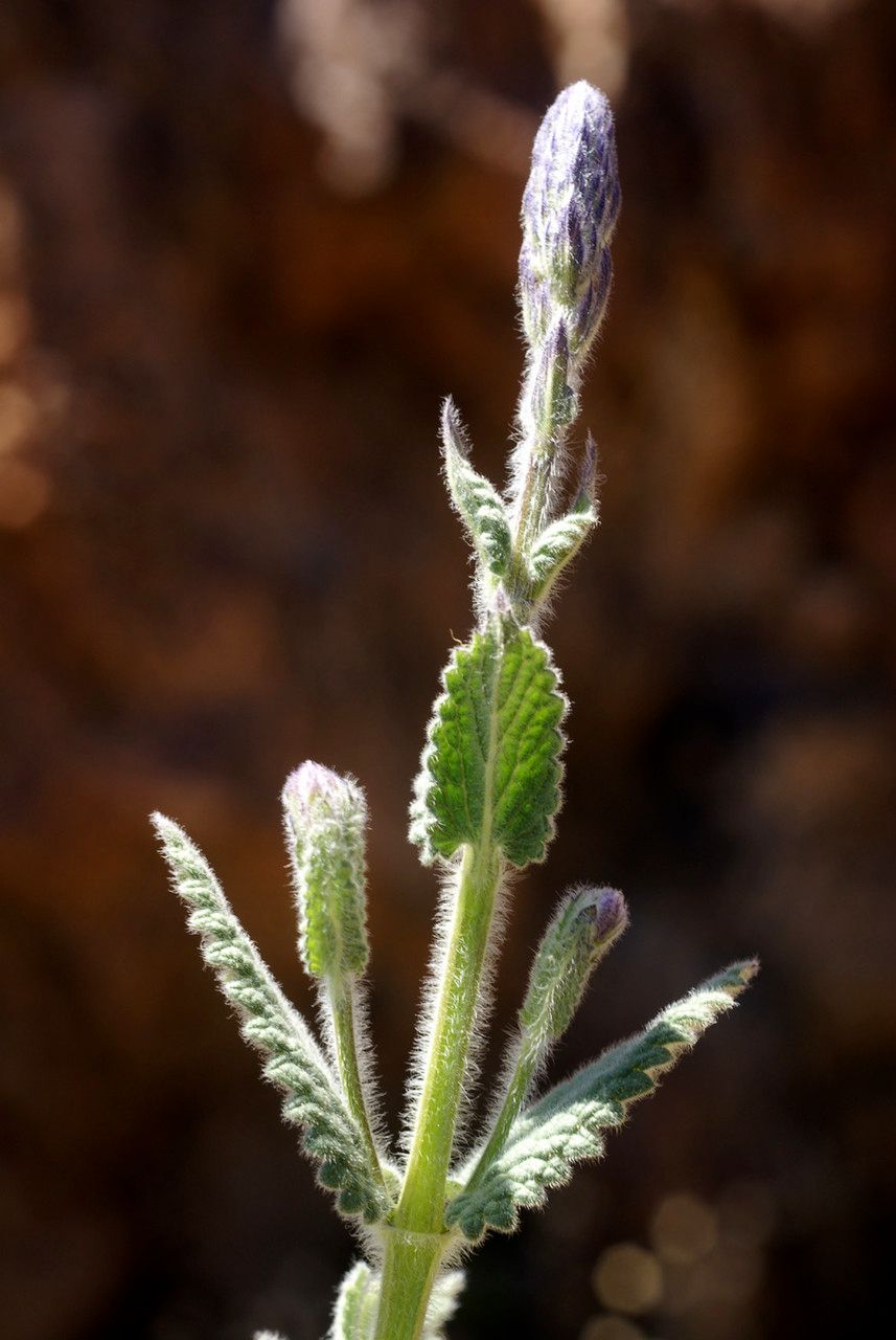 Nepeta teydae flower