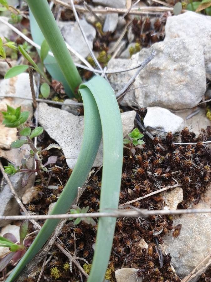 Narcissus dubius — search result for 'Portugal'