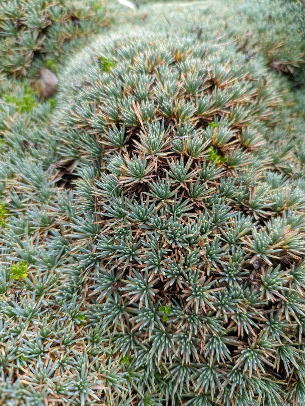 Acantholimon erinaceum leaf