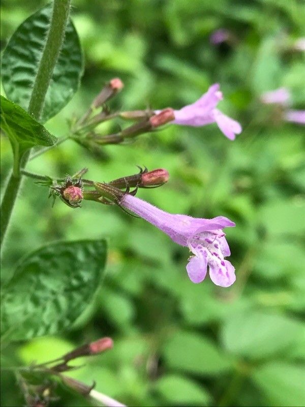 Clinopodium grandiflorum flower
