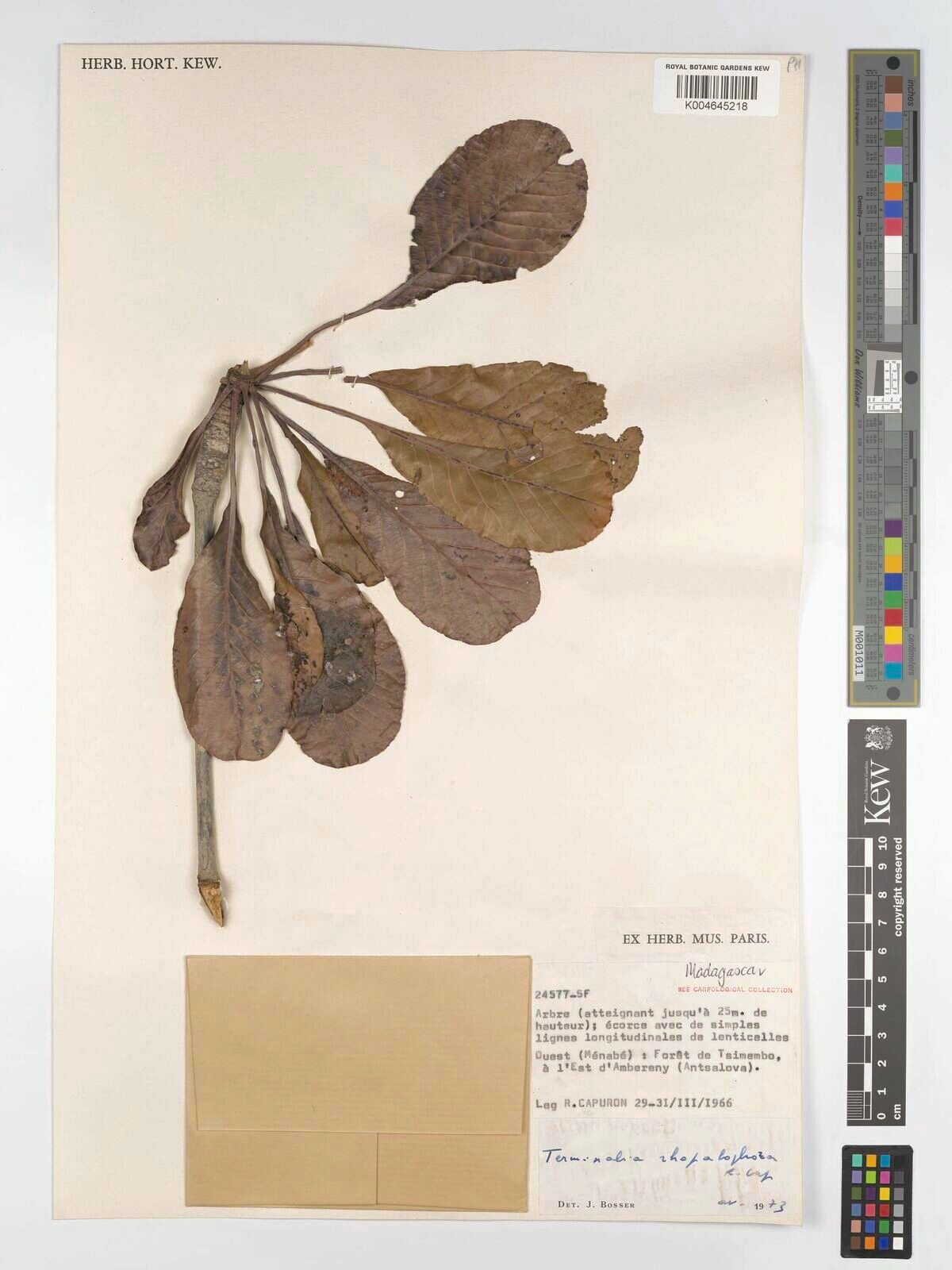 Terminalia rhopalophora — houseplant care guide